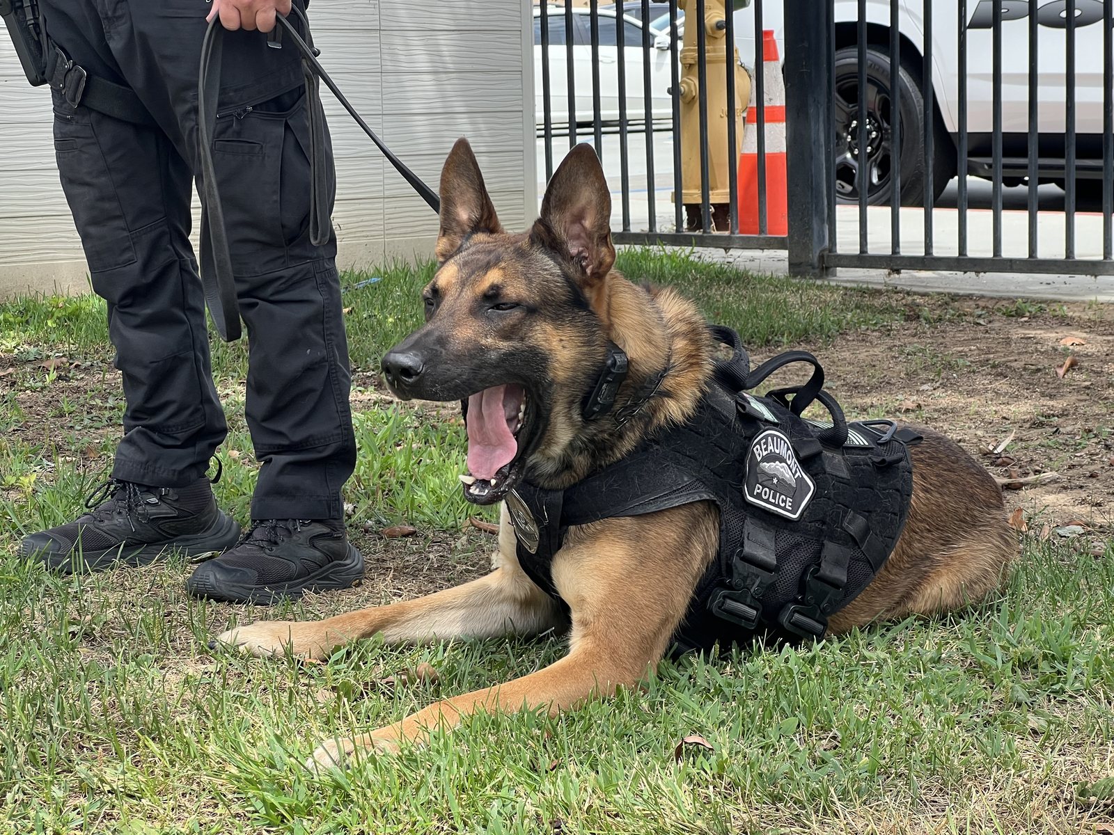 A Beaumont Police K9 in a black patrol vest lies in the grass beside his handler's boots, mouth open mid-yawn